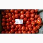 Продам помидор товарный и на переработку