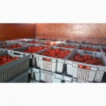Продам помидор товарный и на переработку