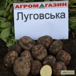 Картопля Луговська, недорого