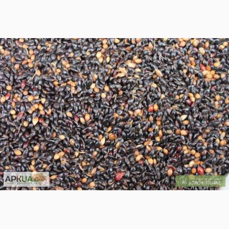 Продам семена суданки Днепровскя -5 (черная) 15 грн/кг