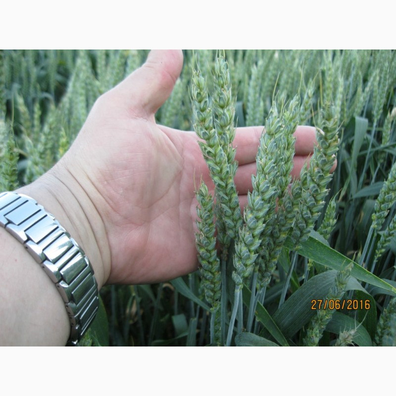Фото 2. Посівна Озима пшениця ГЛАУКУС (Штрубе, Німеччина) - для інтенсивної технології вирощування