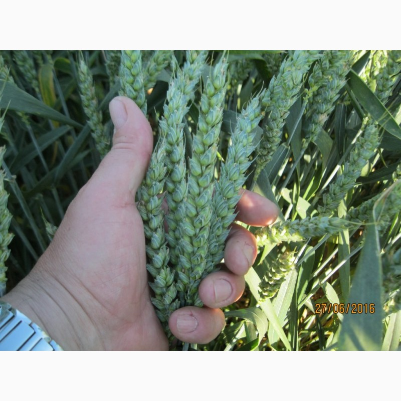 Фото 3. Посівна Озима пшениця ГЛАУКУС (Штрубе, Німеччина) - для інтенсивної технології вирощування