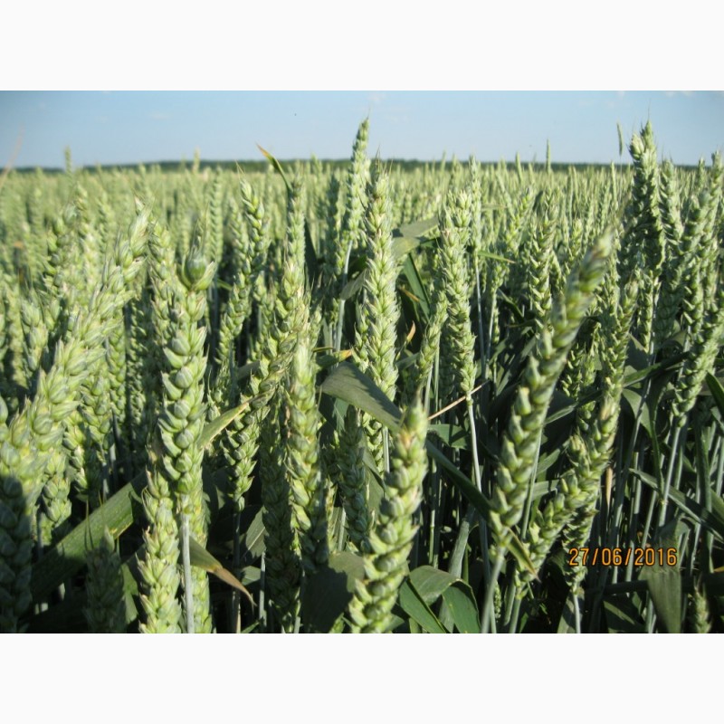 Фото 5. Посівна Озима пшениця ГЛАУКУС (Штрубе, Німеччина) - для інтенсивної технології вирощування