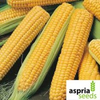 Семена гибрида кукурузы АС 33002-средне-ранний хорошая влагоотдача