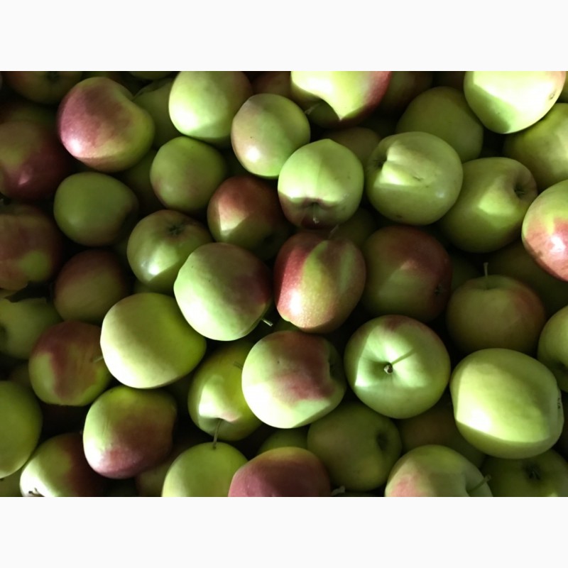Фото 2. Продам яблука з холодильника газовані(смарт фреш)