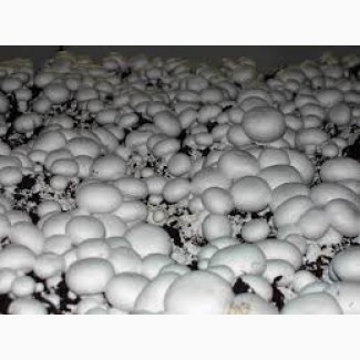 Доставка грибов шампиньонов по всей Украине