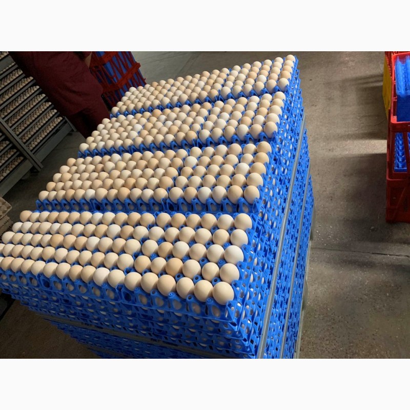 Фото 5. Перевозка инкубационных яиц, перевозка куриных яиц, транспортировка куриных яиц