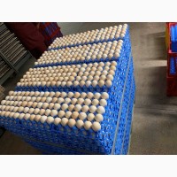 Перевозка инкубационных яиц, перевозка куриных яиц, транспортировка куриных яиц