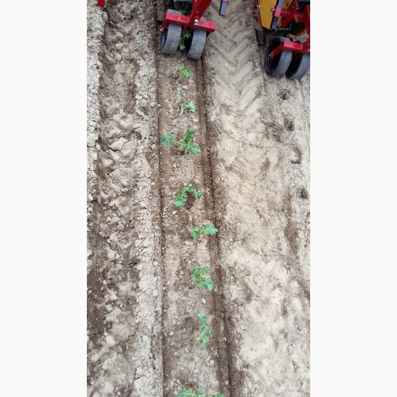 Фото 3. Машина рассадо-посадочная МРП под пленку (для помидоров, капусты, перца, огурцов)