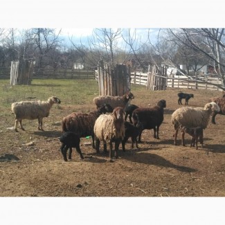 Продам вівці гісарської породи породи з ягнятами