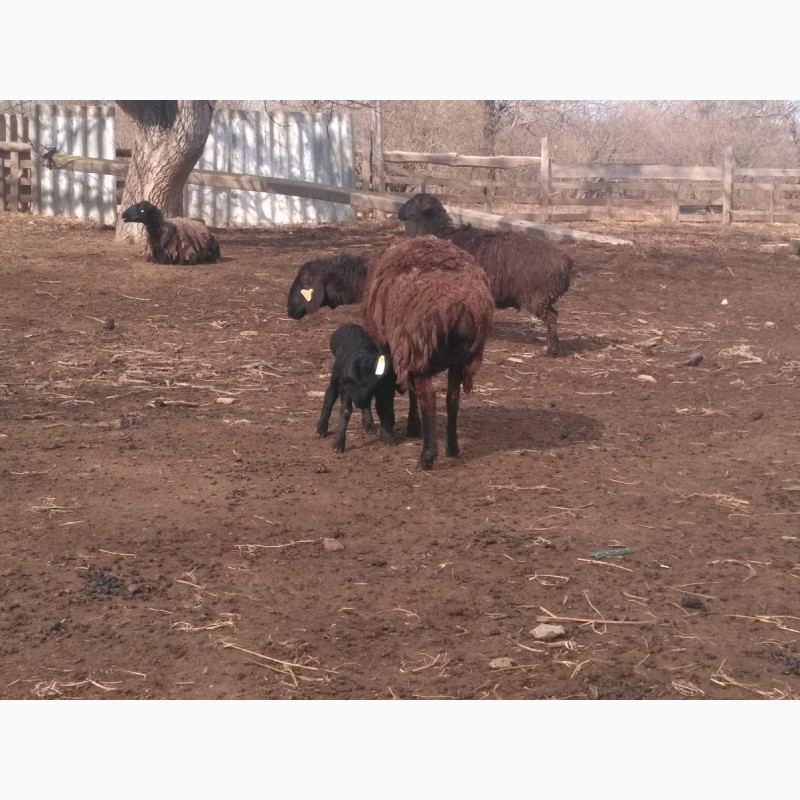 Фото 2. Продам вівці гісарської породи породи з ягнятами