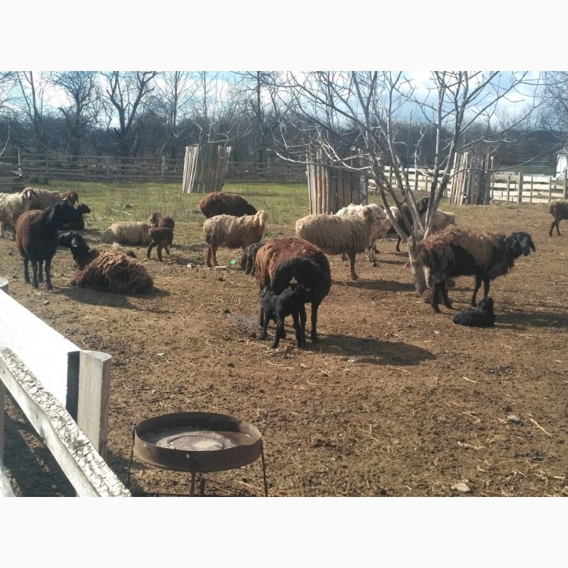 Фото 3. Продам вівці гісарської породи породи з ягнятами