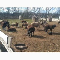 Продам вівці гісарської породи породи з ягнятами