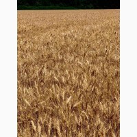 Озима пшениця ЗЕМЛЯЧКА ОДЕСЬКА (еліта, урожай 2020)