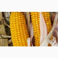 Насіння гібриду кукурудзи ВНІС АМАРОК 290 (фао 320) 2020 року урожаю
