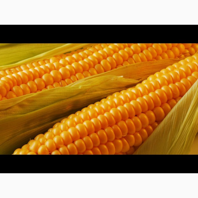 Фото 2. Закупаем урожай зерновых 2020 года.Кукуруза фуражная