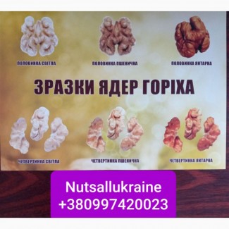 Nuts all Ukraine закупает ядро Грецкого Ореха