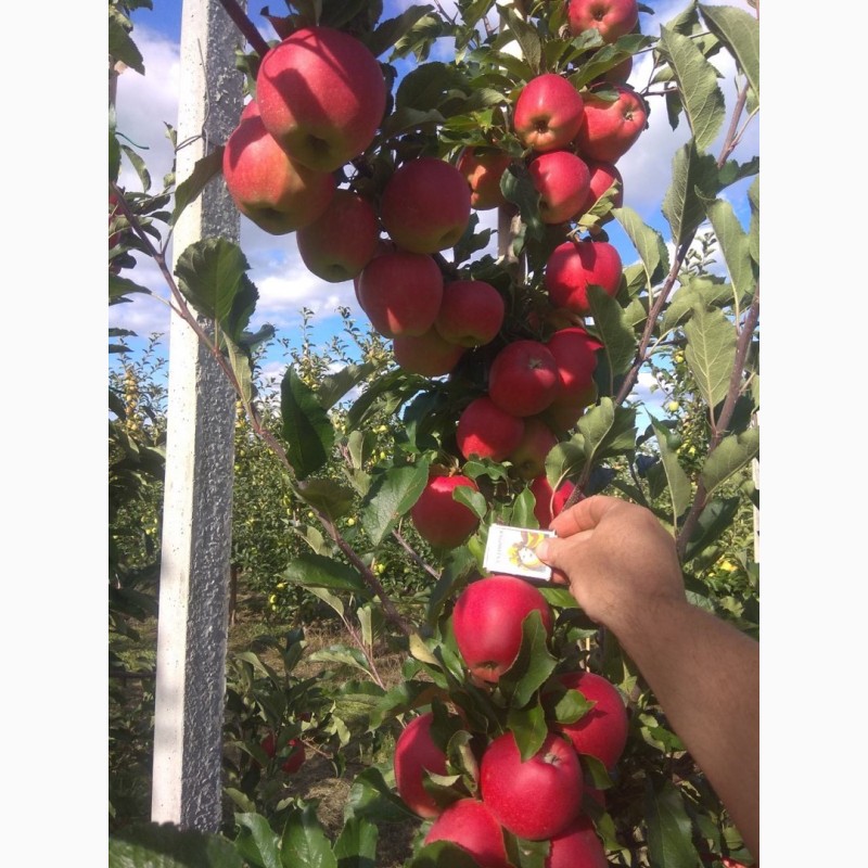 Фото 2. Продам гарні яблука з саду