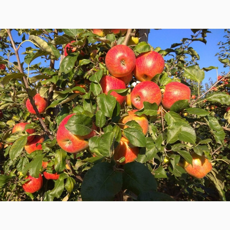 Фото 6. Продам гарні яблука з саду
