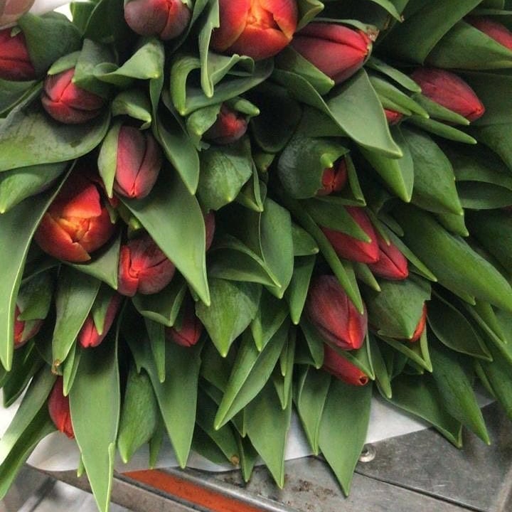 Фото 7. Тюльпаны к 14 февраля