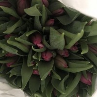 Тюльпаны к 14 февраля