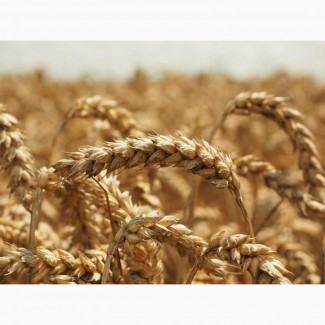Продам пшеницю яру (посівну). Перша реп., сорт Широкко KWC