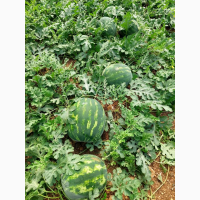 Watermelon Арбуз