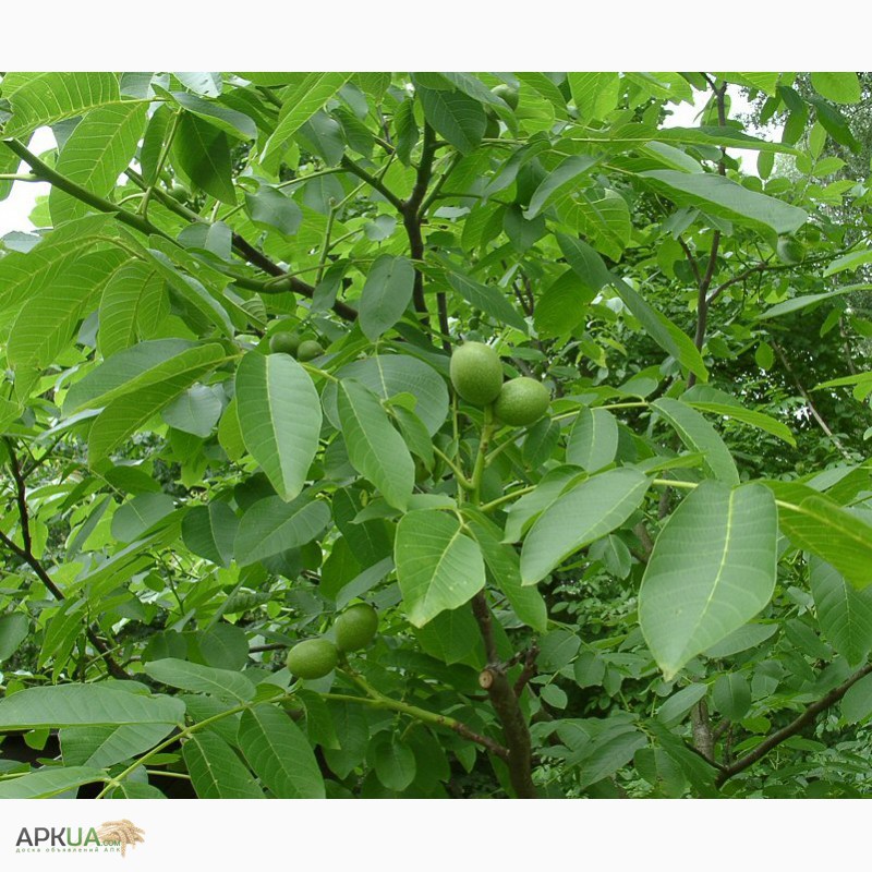 Дерево грецкий орех описание. Орех грецкий (Juglans Regia). Грецкий орех Заря Востока. Грецкий орех Заря Востока дерево. Орешник дерево грецкий орех.