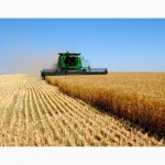 Услуги по уборке урожая зерновых Житомир, аренда комбайнов на уборку зерна