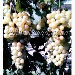 Саджанці винограду Русвен