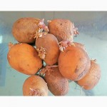 Продам семенной картофель Ривьера