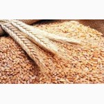 Агропредприятие закупает оптом зерновые культуры (кукуруза, подсолнечник, пшеница, ячмень)