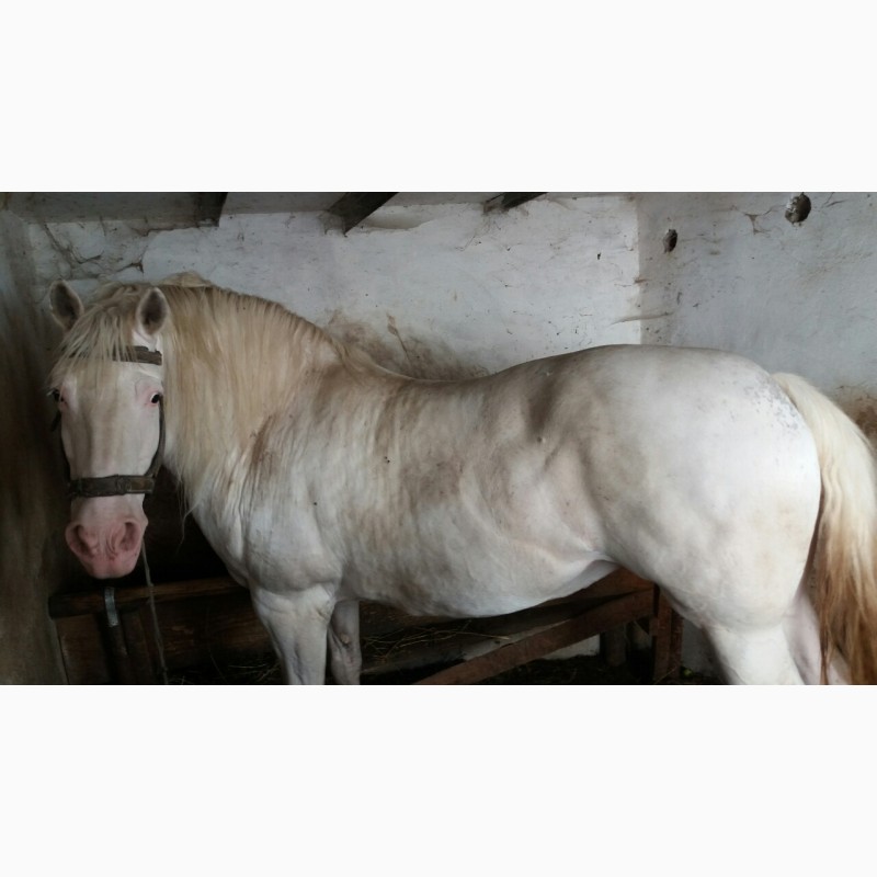 Фото 4. Продам коня(кобилу).Ціна договірна