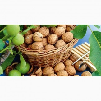 Покупаю грецкий орех в скорлупе, урожай 2018