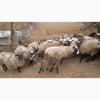Продам Вівці романівської породи