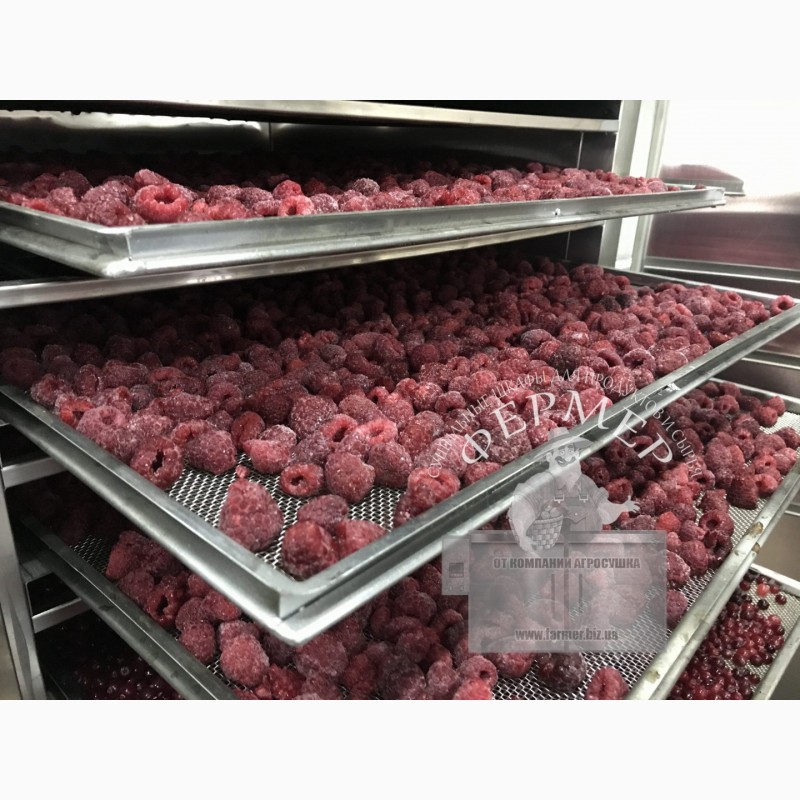 Фото 9. Сушилка инфракрасная Фермер-2040 для сушки яблочных чипсов, мясных чипсов, пастилы, ягод