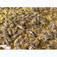 Продам бджолопакети та плідні матки(карпатка)