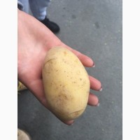Продам молодой картофель