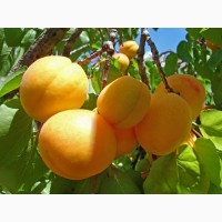 Продам свежий абрикос из сада, сорт Мелитопольский ранний (краснощекий)