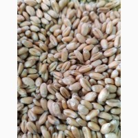 АФ «Камаз-Агро» пропонує високоякісне насіння кращих сортів пшениці для успішного бізнесу