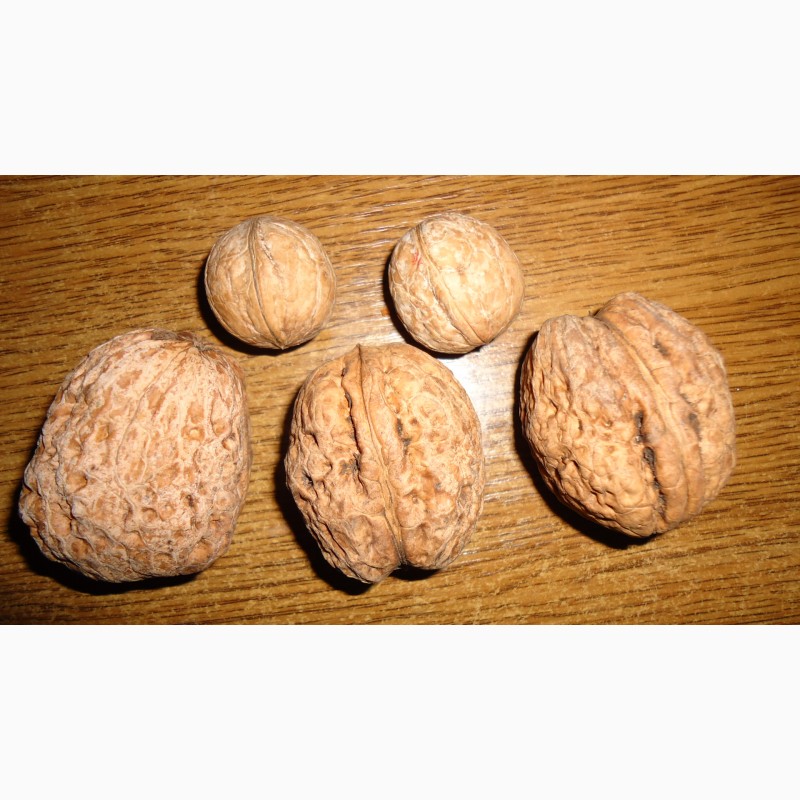 Фото 4. Продам орех Великан (семена на посадку)