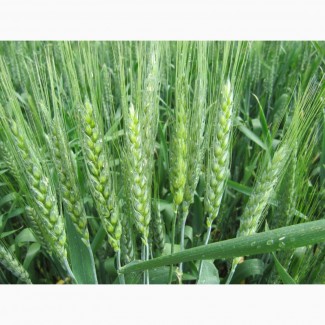 Семена озимой пшеницы Пилиповка, 268-270 дней