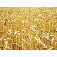 Семена озимой пшеницы Пилиповка, 268-270 дней