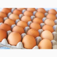 Куплю інкубаційне яйце