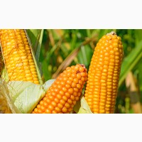Насіння гібриду кукурудзи ВНІС ВН 6763 (фао 320) 2020 року урожаю