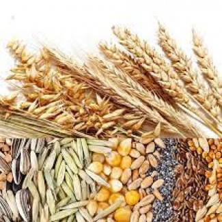 Підприємство купує пшеницю та інші зернові культури великими партіями від 22 тон