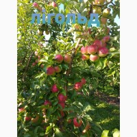 Продам яблука із саду, 1, 2 качества. Чернівці, Чернівецька область