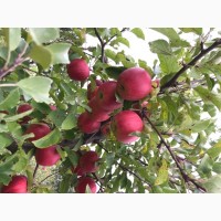 Продам яблука, різних сортів 2021