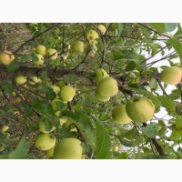 Продам яблука, різних сортів 2021