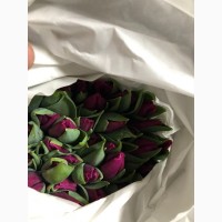 Принимаем заказы тюльпана к 14 февраля и к 8 Марта